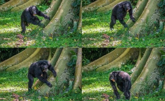 Simpanse di Uganda