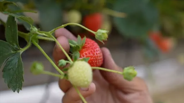 petik buah strawberi,