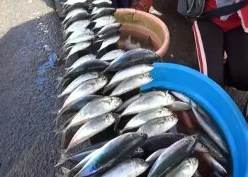 Harga Ikan