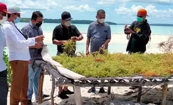 Bupati Thaher Minta Gubernur Dukung Industri Rumput Laut di Maluku Tenggara