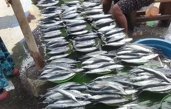 Harga Ikan Segar Di Pasar Arumbai Mardika Relatip Terjangkau