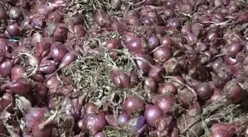 Faktor Cuaca Memicu Kenaikan Harga Bawang Di Pasar Mardika