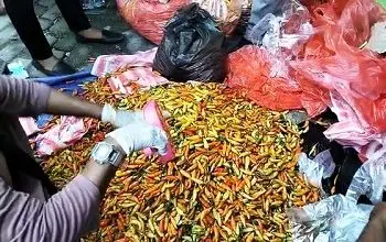 Pemda Malteng Kembali Lakukan Aksi Borong Cabai Petani