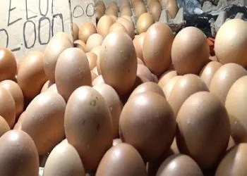 Telur