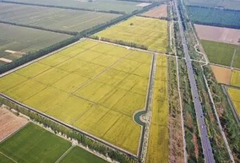 China Perkuat Inovasi Dukung Pembangunan Sektor Pertanian