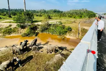 Presiden Jokowi Tekankan Pembangunan Infrastruktur Harus Ramah Lingkungan