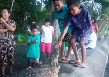 Buaya Jumbo Gegerkan Warga Tananahu Akhirnya Dibunuh