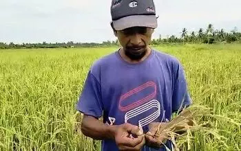 Sawah di Dua Kecamatan Seram Utara Diserang Hama Sundep