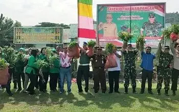 Kodim 1502 Masohi Panen Cabe dan Sayuran Hasil Memanfaatkan Lahan Tidur