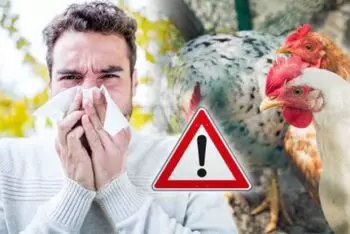 Kemenkes Terbitkan SE Waspada KLB Flu Burung