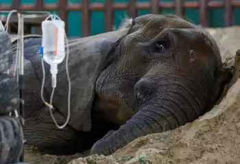 Gajah di Kebun Binatang Pakistan Mati Akibat Perawatan Buruk