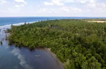 Harita Nickel Diminta Rehabilitasi Ekosistem Pesisir di Halmahera Selatan