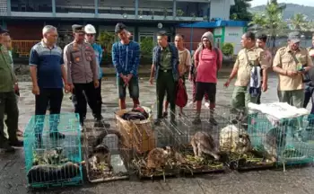 MY Ditetapkan Jadi Tersangka Penyelundupan Kanguru Papua