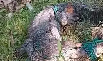 Buaya