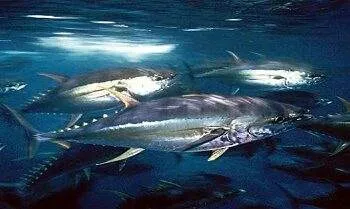 Tuna