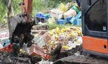 mangga impor dimusnahkan