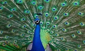 burung merak