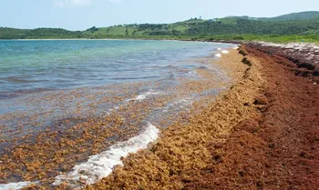 sargasso laut di bumi yang tidak menyentuh daratan