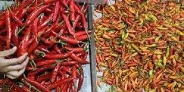 PIHPS: Harga cabai rawit Rp39.200/kg, telur ayam Rp31.450/kg