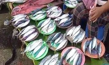 ikan lema