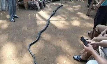king cobra