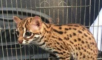 kucing kuwuk