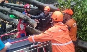 Pohon Tumbang Timpa Mobil di Dharmawangsa Jaksel, 1 Korban Tewas