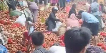 Bawang Bombai Misterius Dibuang di Batam, Ramai-ramai Diserbu Warga
