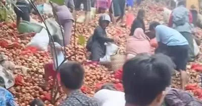 Bawang Bombai Misterius Dibuang di Batam, Ramai-ramai Diserbu Warga