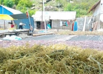 Para Petani Rumput Laut di Kepulauan Tanimbar hingga MBD Butuh Bantuan Modal Usaha 16 Para Petani Rumput Laut di Kepulauan Tanimbar hingga MBD Butuh Bantuan Modal Usaha