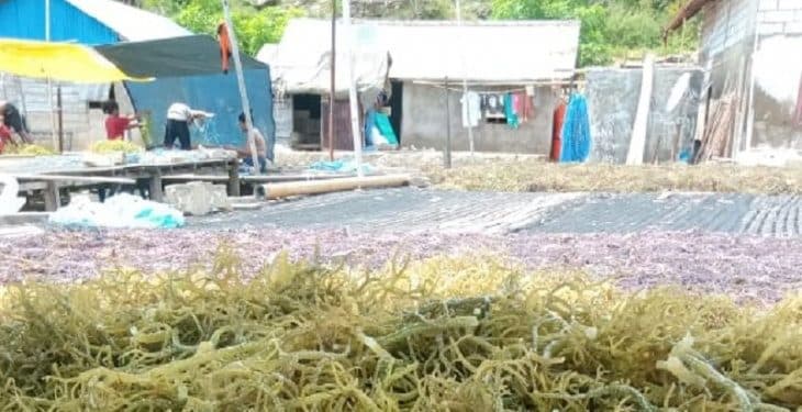 Para Petani Rumput Laut di Kepulauan Tanimbar hingga MBD Butuh Bantuan Modal Usaha 1 Para Petani Rumput Laut di Kepulauan Tanimbar hingga MBD Butuh Bantuan Modal Usaha