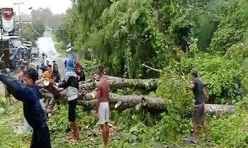 Hujan Lebat dan Angin Kencang di Kota Tual, Rutinitas Warga Terganggu 7 pohon