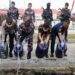 Polres Kepulauan Aru Musnahkan 2.305 Liter Miras Ilegal Hasil Operasi Gabungan 8 Sopi