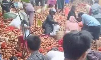 Bawang Bombai Misterius Dibuang di Batam, Ramai-ramai Diserbu Warga 2 Bawang Bombai Misterius Dibuang di Batam, Ramai-ramai Diserbu Warga