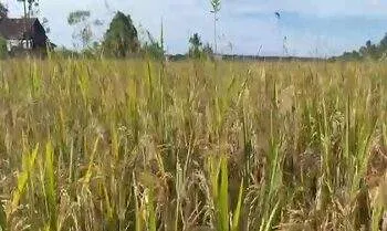 Petani Sempat Resah, Bulog Mulai Serap Hasil Panen Padi di Seram Utara 4 Petani Sempat Resah, Bulog Mulai Serap Hasil Panen Padi di Seram Utara