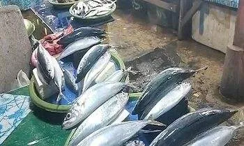Harga Ikan di Pasar Binaya Masohi Masih Tinggi 4 Harga Ikan di Pasar Binaya Masohi Masih Tinggi