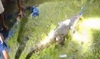 Warga Tangkap Buaya 4 Meter Saat Muncul di Pesisir Teluk Kayeli 5 Warga Tangkap Buaya 4 Meter Saat Muncul di Pesisir Teluk Kayeli