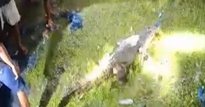 Home 49 Warga Tangkap Buaya 4 Meter Saat Muncul di Pesisir Teluk Kayeli