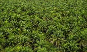 Prabowo Mau Sita 4-5 Juta Hektare Lahan Sawit Bermasalah di Tahun 2026 7 Prabowo Mau Sita 4-5 Juta Hektare Lahan Sawit Bermasalah di Tahun 2026