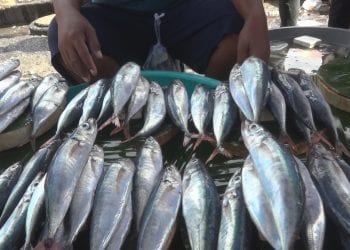 Harga Ikan Segar Di Pasar Arumbai Mardika Relatif Terjangkau
