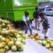 Penjual Kelapa Muda di Ambon Panen Rejeki Ramadhan