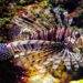 A detail of an  scorpion fish in an aquarium